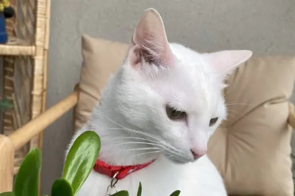Vetpool Veteriner Kliniği - Kocaeli Başiskele Veteriner - Resim 14