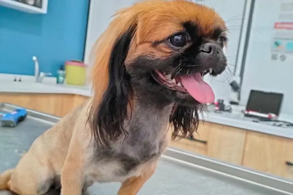 Vetpool Veteriner Kliniği - Kocaeli Başiskele Veteriner - Resim 11