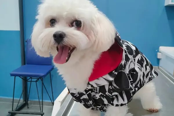 Vetpool Veteriner Kliniği - Kocaeli Başiskele Veteriner - Resim 5