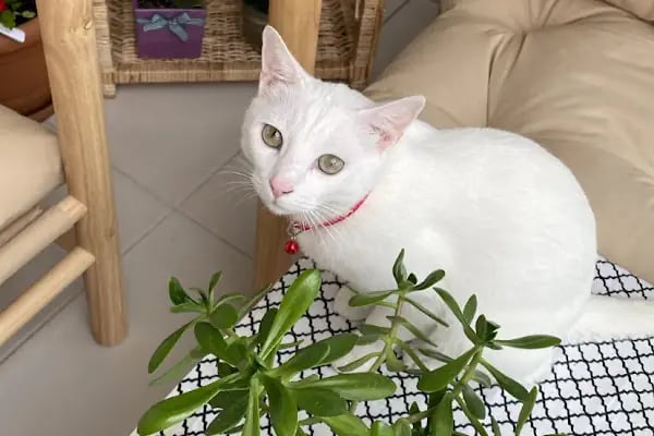 Vetpool Veteriner Kliniği - Kocaeli Başiskele Veteriner - Resim 2