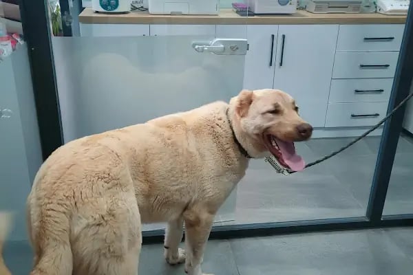 Vetpool Veteriner Kliniği - Kocaeli Başiskele Veteriner - Resim 8