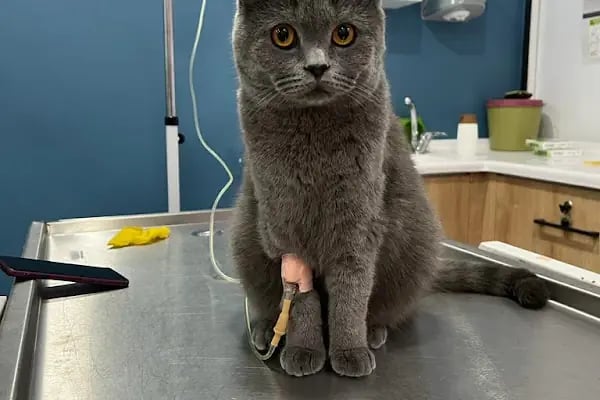 Vetpool Veteriner Kliniği - Kocaeli Başiskele Veteriner - Resim 16