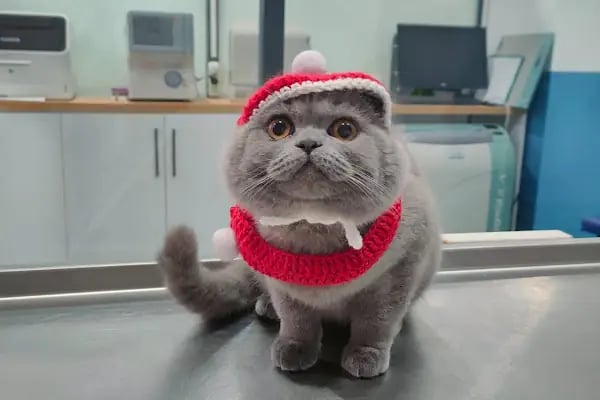 Vetpool Veteriner Kliniği - Kocaeli Başiskele Veteriner - Resim 17
