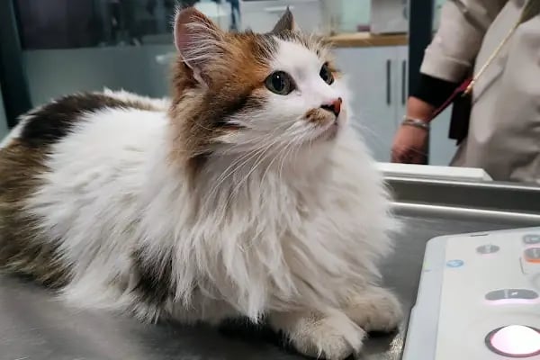 Vetpool Veteriner Kliniği - Kocaeli Başiskele Veteriner - Resim 20