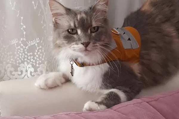 Vet Plus Veteriner Kliniği - Resim 16