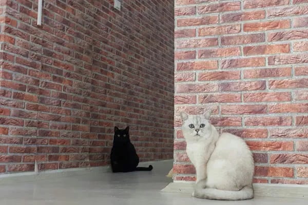 Vet Plus Veteriner Kliniği - Resim 7