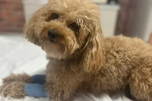 Vet Plus Veteriner Kliniği - Resim 4