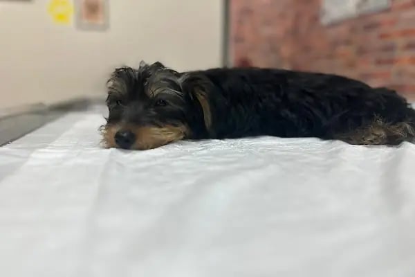 Vet Plus Veteriner Kliniği - Resim 11