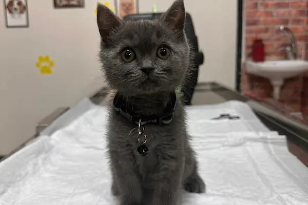 Vet Plus Veteriner Kliniği - Resim 15