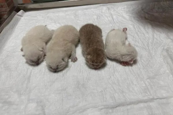 Vet Plus Veteriner Kliniği - Resim 12
