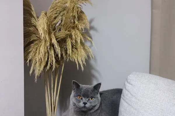 Vet Plus Veteriner Kliniği - Resim 2