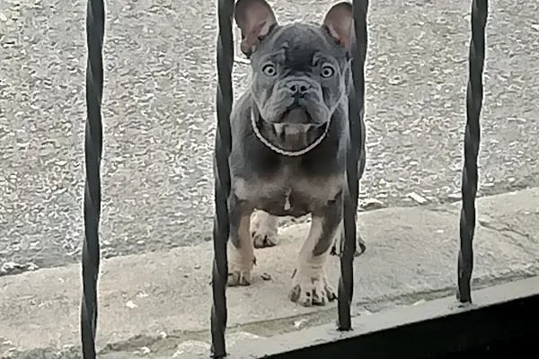 Vet Plus Veteriner Kliniği - Resim 13