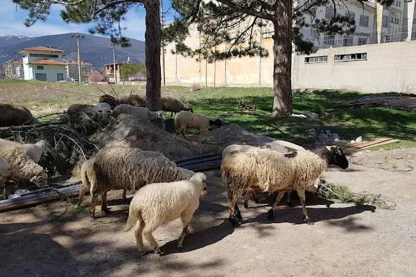 Akşehir Kaymakamliği - Resim 5