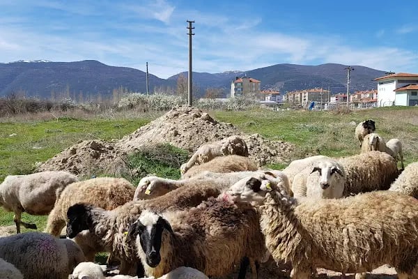 Akşehir Kaymakamliği - Resim 15