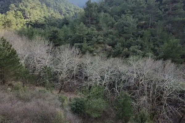 Narlıdere terapi ormanı - Resim 10