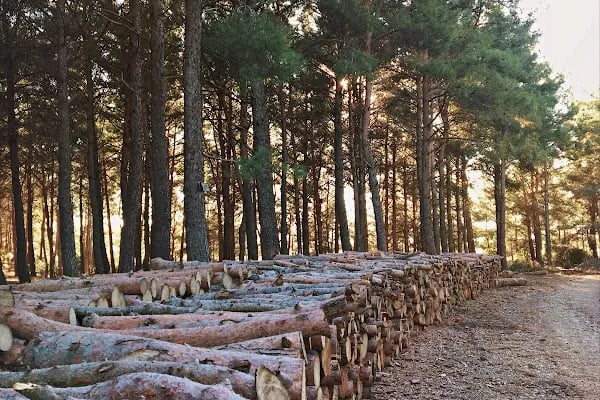 Narlıdere terapi ormanı - Resim 4