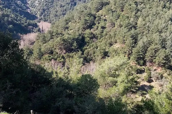 Narlıdere terapi ormanı - Resim 17