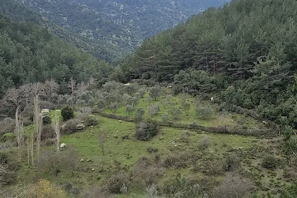 Narlıdere terapi ormanı - Resim 20