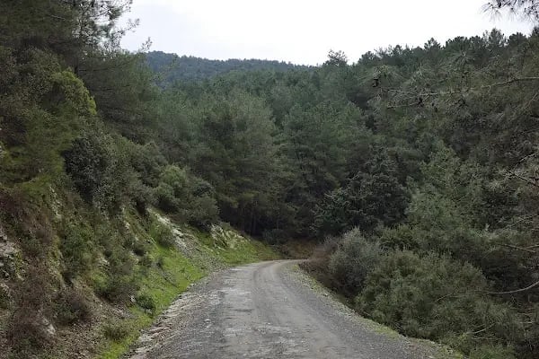 Narlıdere terapi ormanı - Resim 19