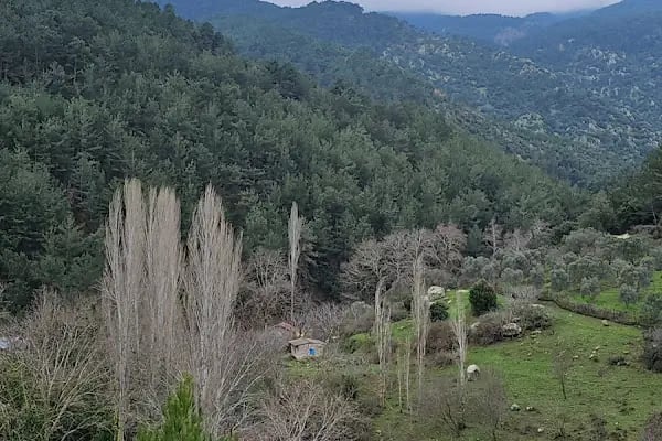 Narlıdere terapi ormanı - Resim 13