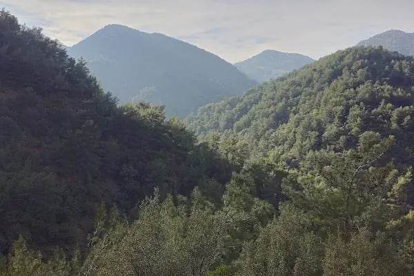 Narlıdere terapi ormanı - Resim 3