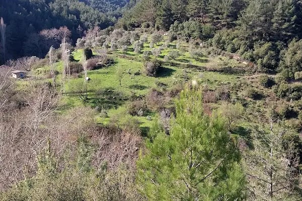 Narlıdere terapi ormanı - Resim 2