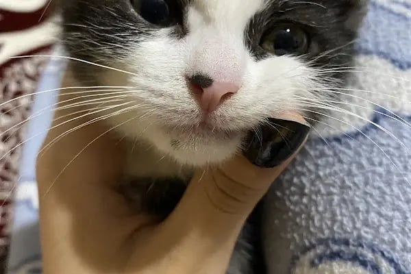 Yumak Veteriner Kliniği - Resim 4