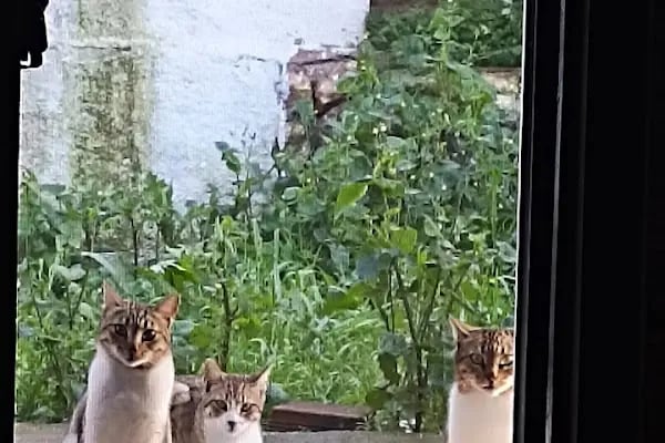Yumak Veteriner Kliniği - Resim 7