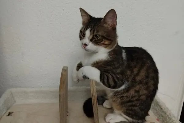 Yumak Veteriner Kliniği - Resim 8