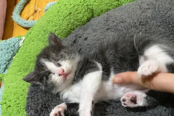Yumak Veteriner Kliniği - Resim 5