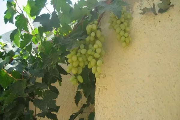 Arhalya Taş Konak - Resim 16