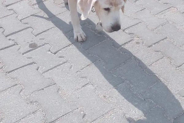 Pergamon Veteriner Kliniği - Resim 11