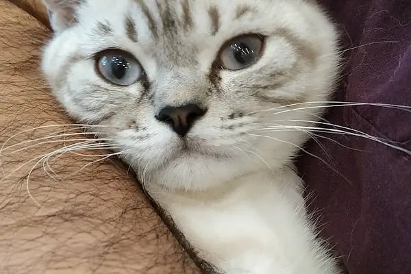 Arnavutköy VetLife Veteriner Kliniği - Resim 2