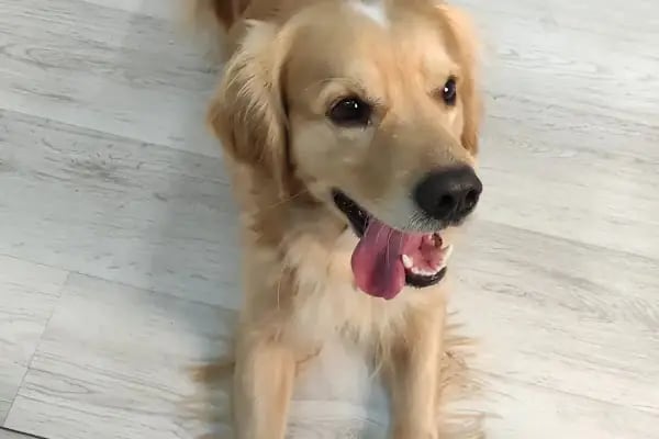 Arnavutköy VetLife Veteriner Kliniği - Resim 12