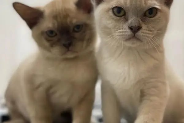 Arnavutköy VetLife Veteriner Kliniği - Resim 13