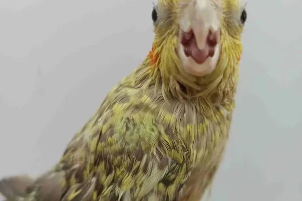 Arnavutköy VetLife Veteriner Kliniği - Resim 3