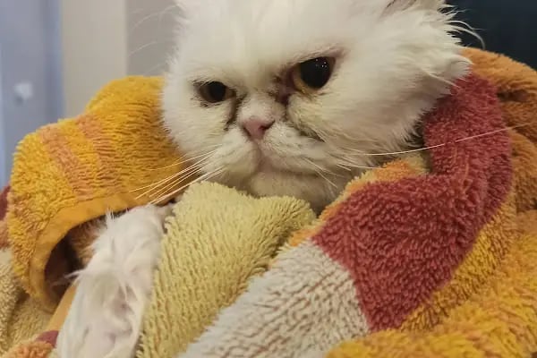 Arnavutköy VetLife Veteriner Kliniği - Resim 17