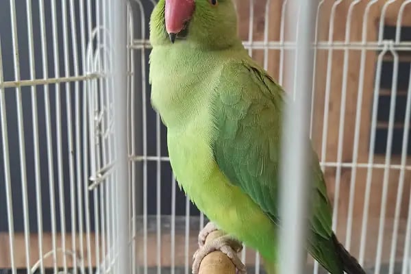 Arnavutköy VetLife Veteriner Kliniği - Resim 15