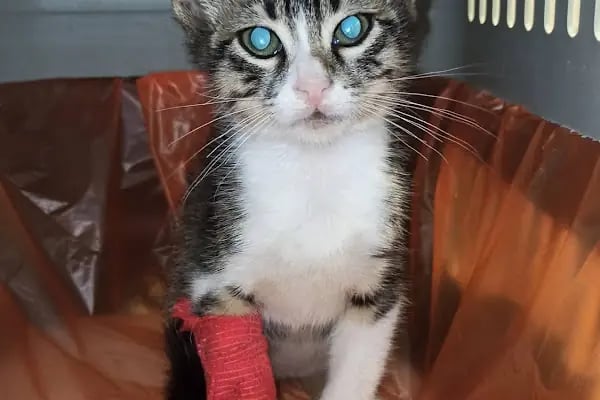 Arnavutköy VetLife Veteriner Kliniği - Resim 7