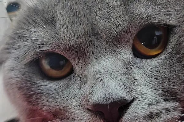 Arnavutköy VetLife Veteriner Kliniği - Resim 11