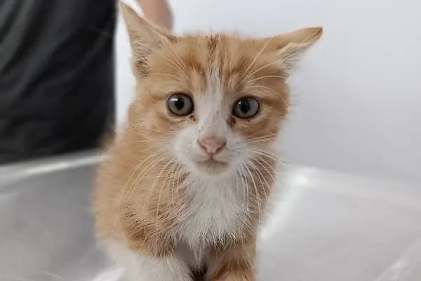 Arnavutköy VetLife Veteriner Kliniği - Resim 9