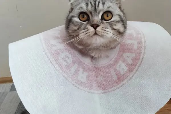Arnavutköy VetLife Veteriner Kliniği - Resim 4