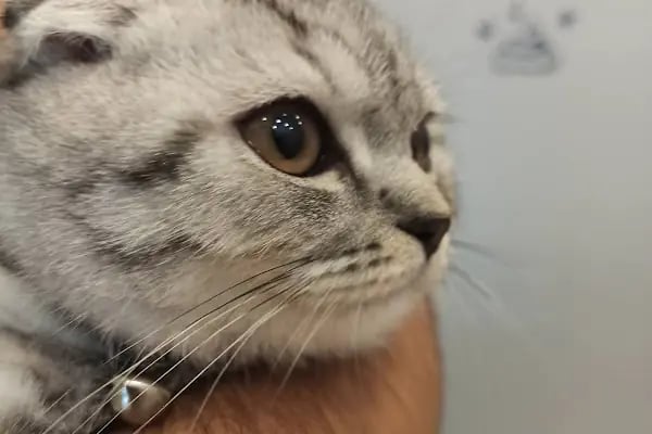 Arnavutköy VetLife Veteriner Kliniği - Resim 14