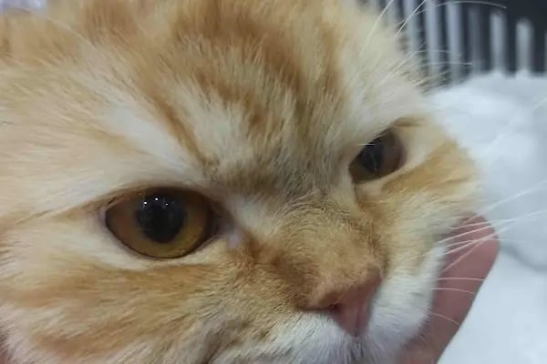 Arnavutköy VetLife Veteriner Kliniği - Resim 8