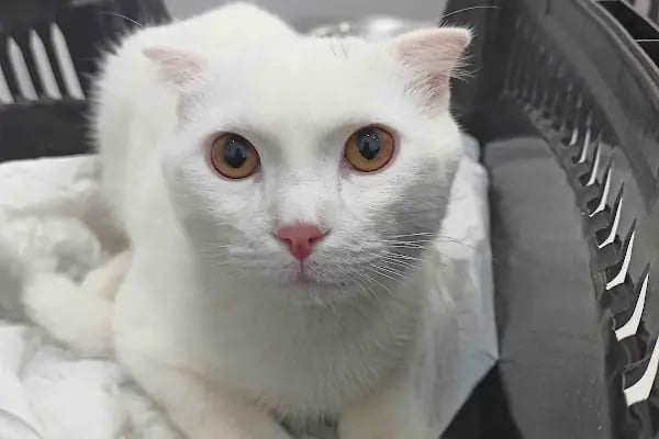 Arnavutköy VetLife Veteriner Kliniği - Resim 6