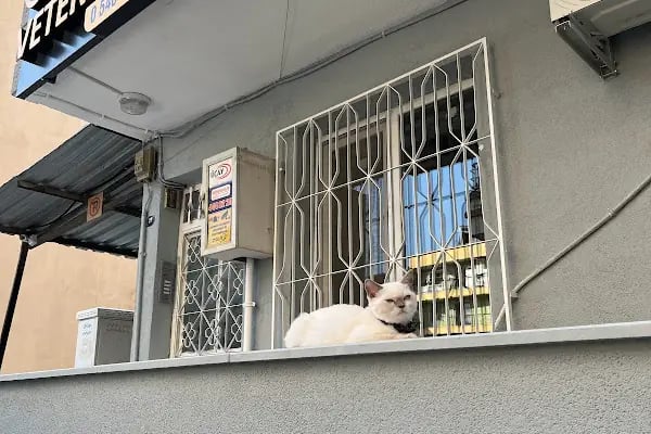 HasPati Veteriner Kliniği - Resim 5