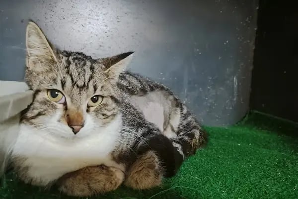 HasPati Veteriner Kliniği - Resim 6