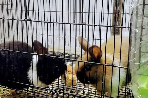Şansli patiler petshop - Resim 3
