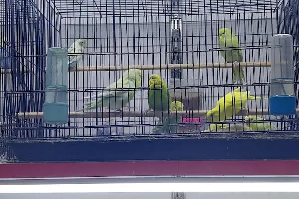 Şansli patiler petshop - Resim 6