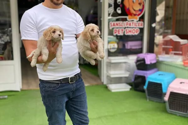 Şansli patiler petshop - Resim 8